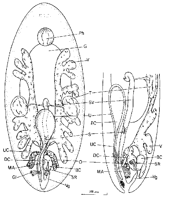 Umagilla pacifica