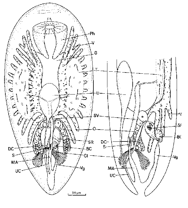 Umagilla karlingi