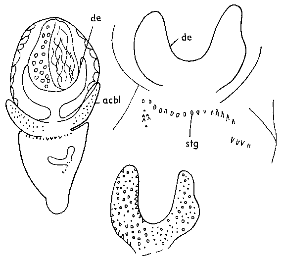 Castrada (Castrada) luteola luteola