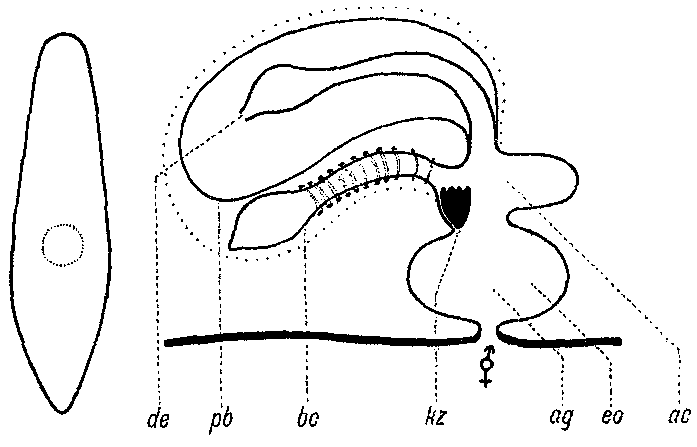 Castrada (Castradella) unidentata