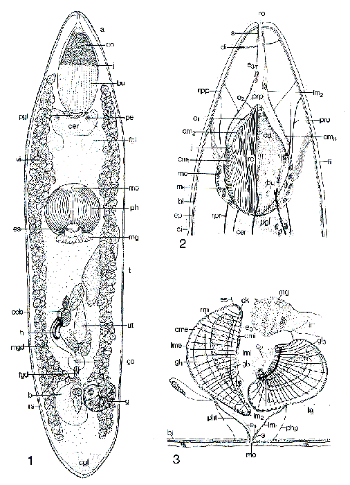 Typhlopolycystis rubra