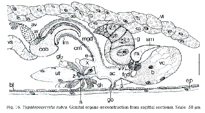 Typhlopolycystis rubra