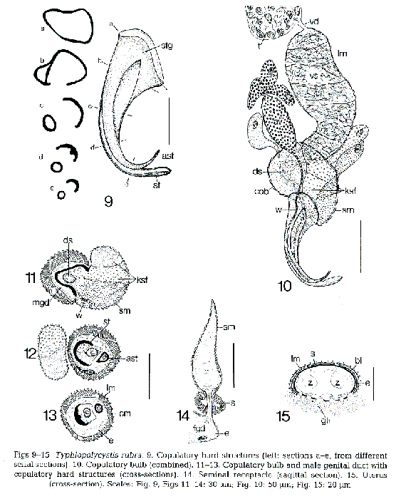 Typhlopolycystis rubra