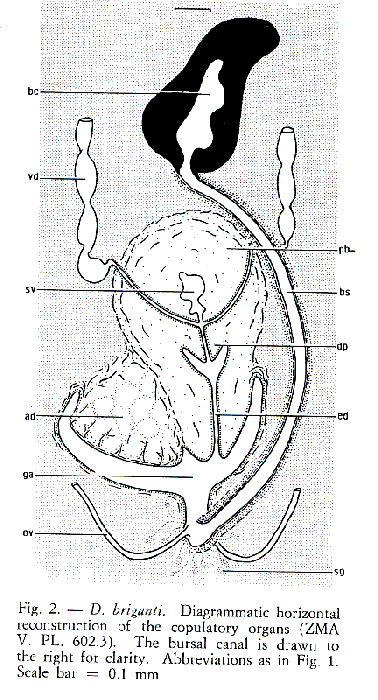 Dugesia brigantii