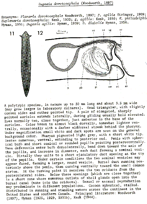 Dugesia dorotocephala