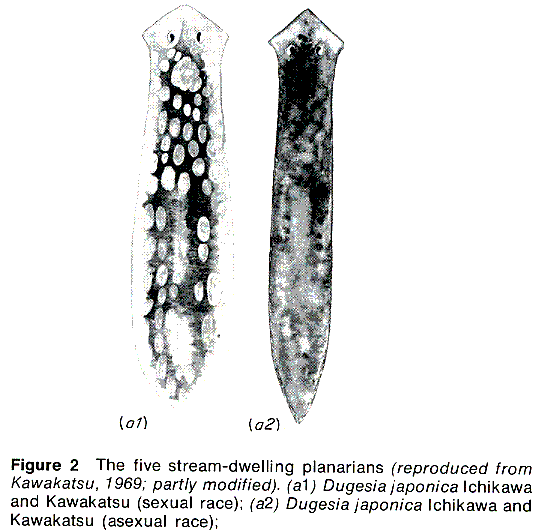 Dugesia japonica