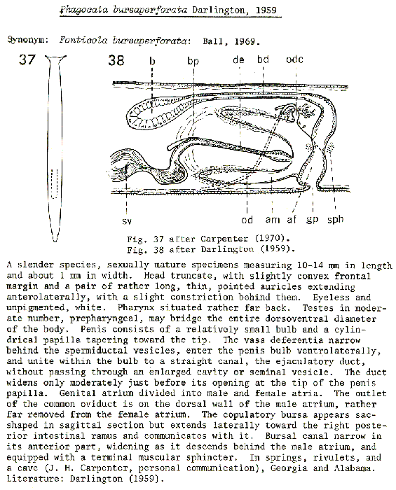 Phagocata bursaperforata