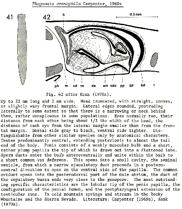 Phagocata crenophila