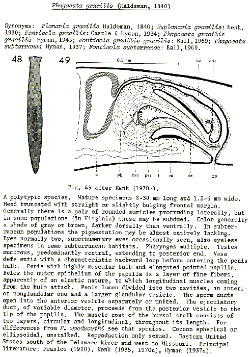 Phagocata gracilis