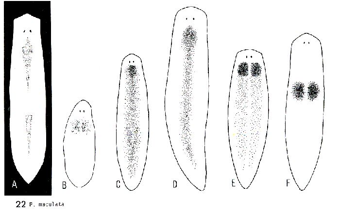 Phagocata maculata