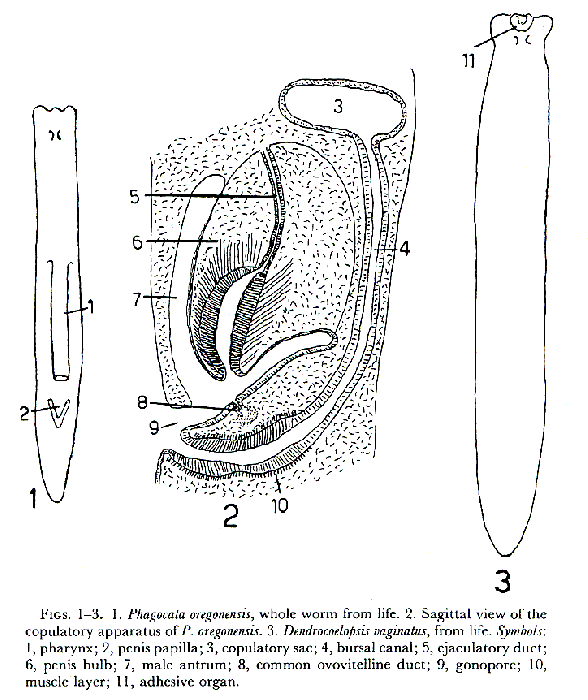 Phagocata oregonensis