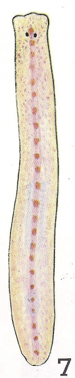 Phagocata papillifera