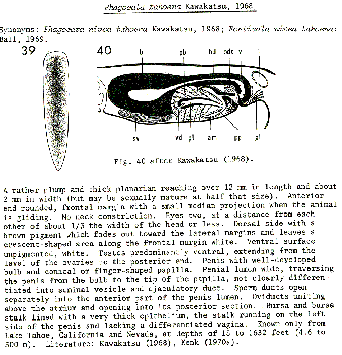 Phagocata tahoena