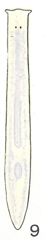 Phagocata tenella