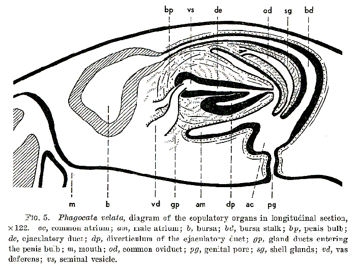 Phagocata velata