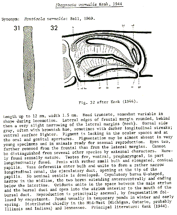 Phagocata vernalis