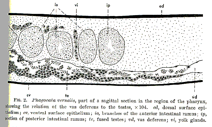 Phagocata vernalis