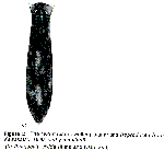 Platyhelminthes (flatworms)