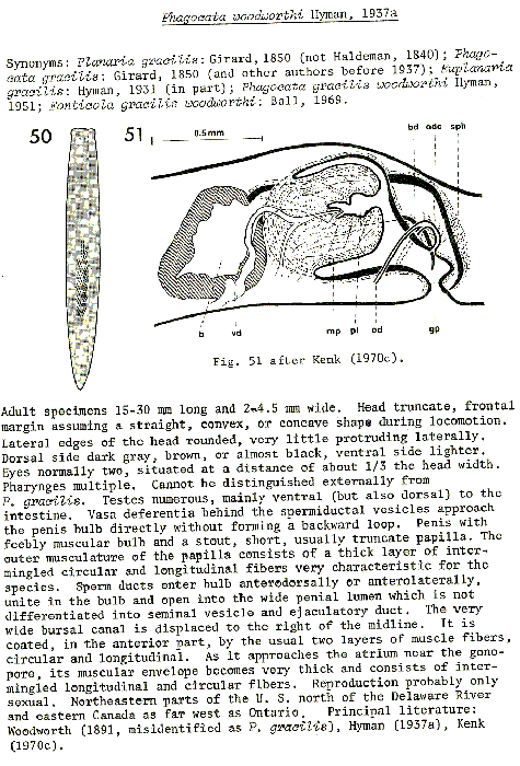 Phagocata woodworthi