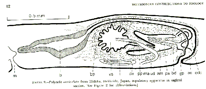 Polycelis auriculata