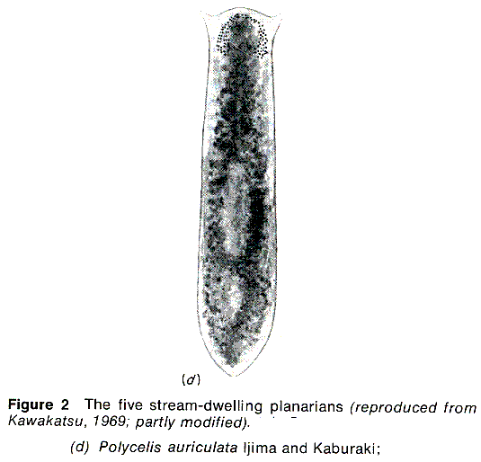 Polycelis auriculata