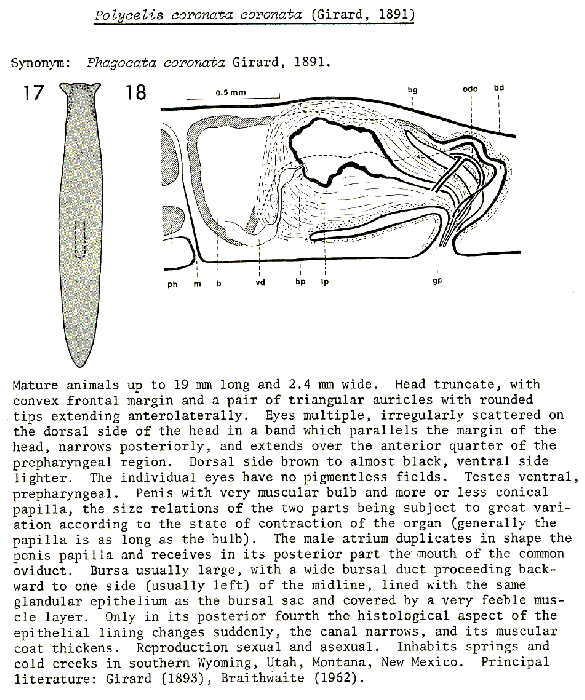 Polycelis (Polycelis) coronata coronata