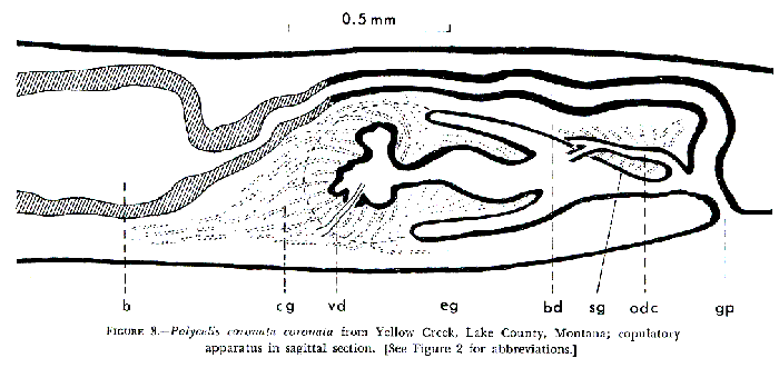 Polycelis (Polycelis) coronata coronata