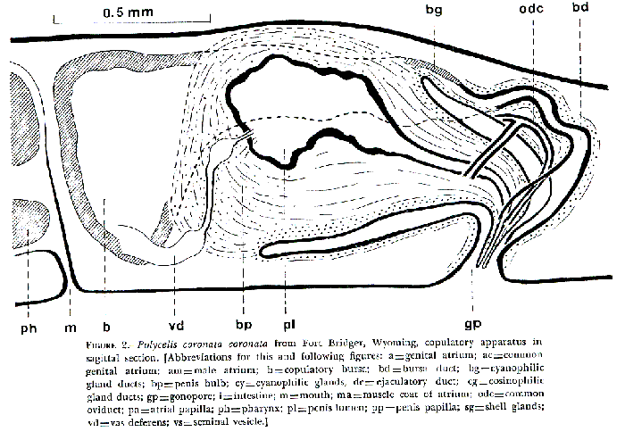 Polycelis (Polycelis) coronata coronata