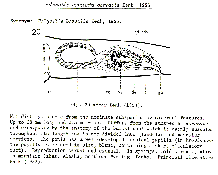 Polycelis (Polycelis) coronata borealis