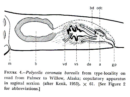 Polycelis (Polycelis) coronata borealis