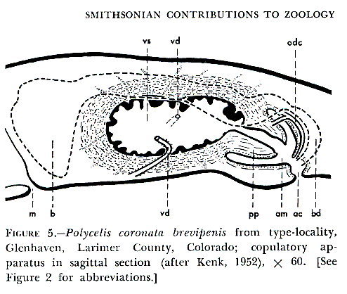 Polycelis (Polycelis) coronata brevipenis