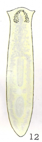 Polycelis (Polycelis) sapporo