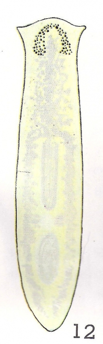 Polycelis (Polycelis) sapporo Polycelis (Polycelis) sapporo