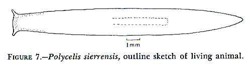 Polycelis sierrensis