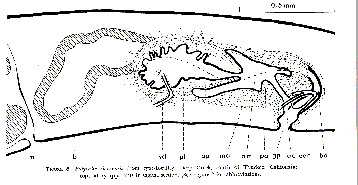 Polycelis sierrensis