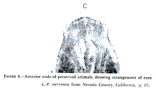 Polycelis sierrensis