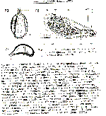 Kenkia rhynchida