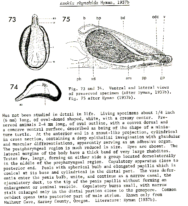 Kenkia rhynchida