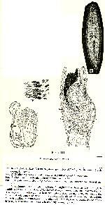 Sphalloplana (Speophila) buchanani