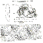 Sphalloplana (Sphalloplana) alabamensis