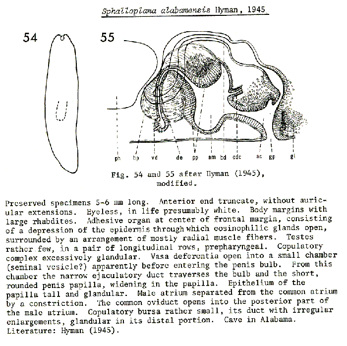 Sphalloplana (Sphalloplana) alabamensis