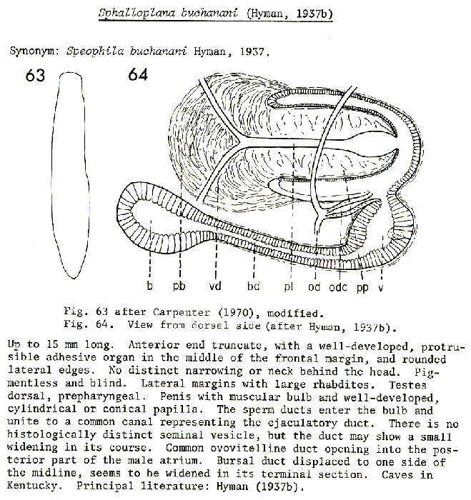 Sphalloplana (Sphalloplana) buchanani