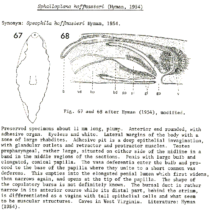 Sphalloplana (Sphalloplana) hoffmasteri