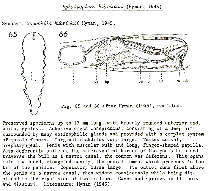 Sphalloplana (Sphalloplana) hubrichti