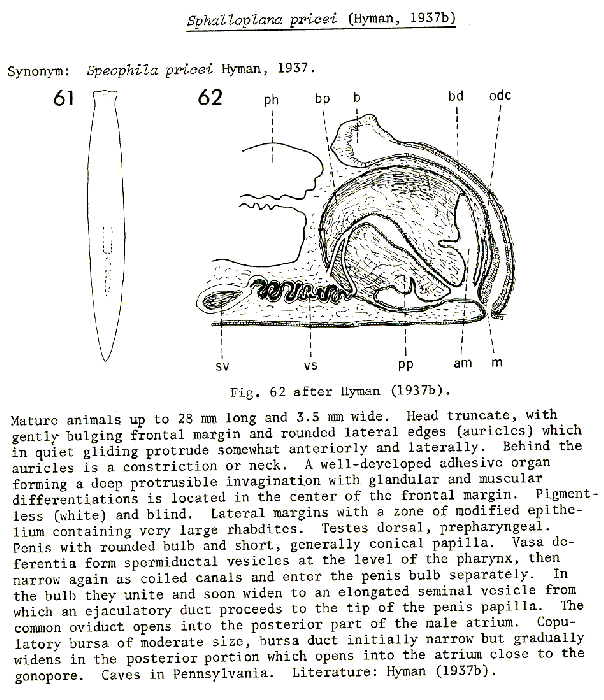 Sphalloplana (Sphalloplana) pricei