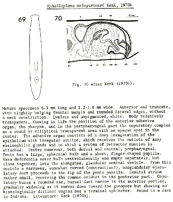 Sphalloplana (Sphalloplana) weingartneri