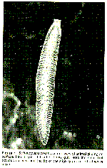 Sphalloplana (Sphalloplana) zeschi