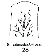 Dendrocoelum adenodactylosum
