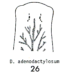 Dendrocoelum adenodactylosum