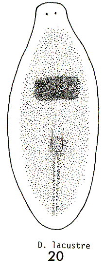 Dendrocoelum lacustre